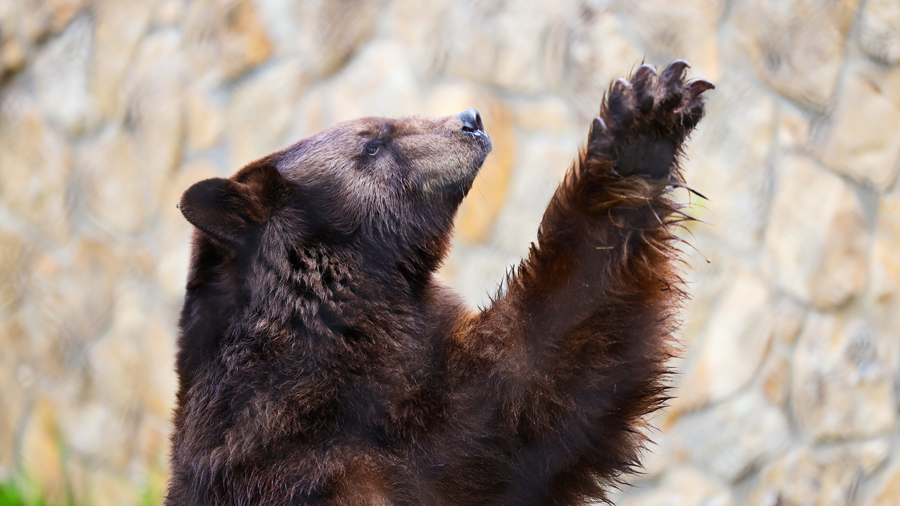 Bear Update | Baylor Magazine | Baylor University